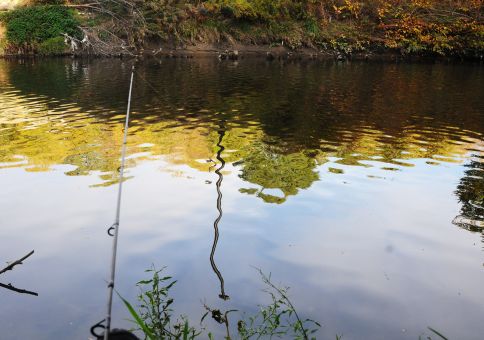 261) <del>Catch a</del> fish in the Don river