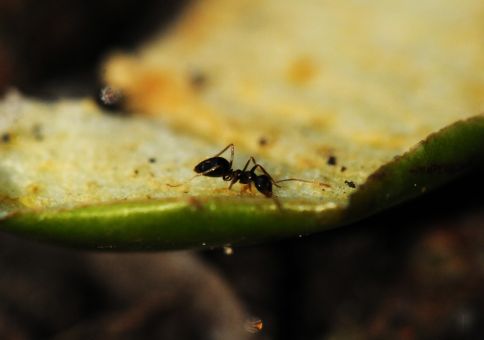 233) Own an ant farm 
