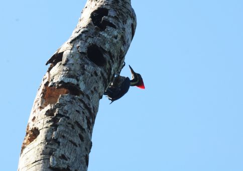 Articulated Woodpecker