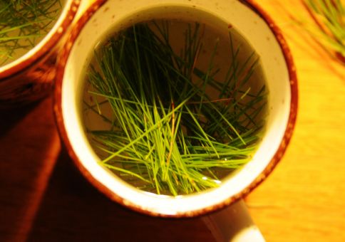 340) Make Pine Needle Tea
